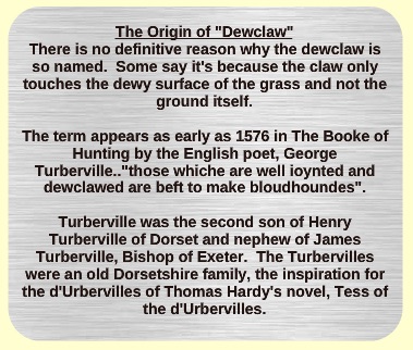 The origin of the dewclaw